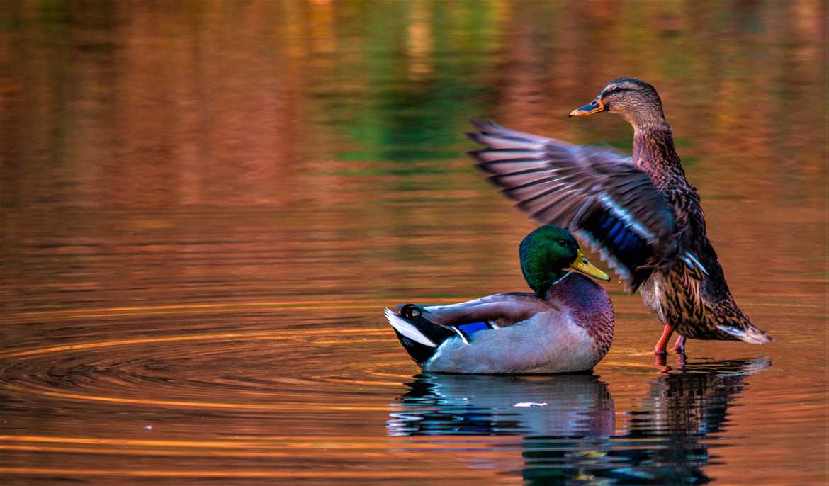 les canards