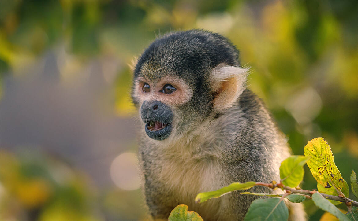 Tiiiipiiiaaaak !!!!!!