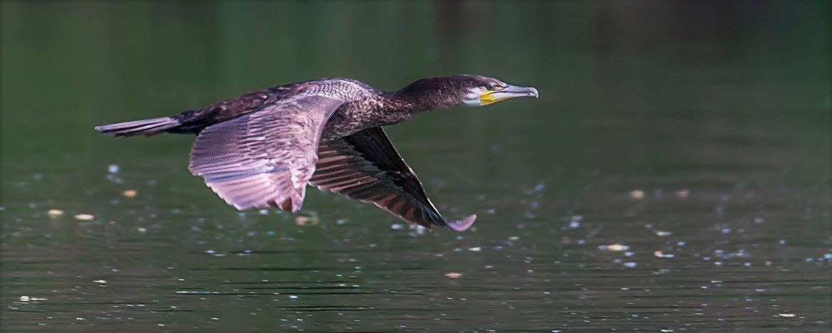 Grand cormoran en vol