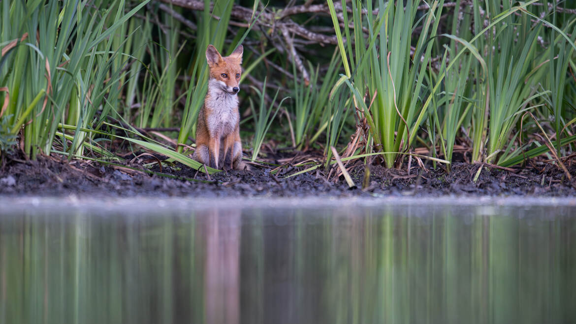 Quand goupil prend la pose