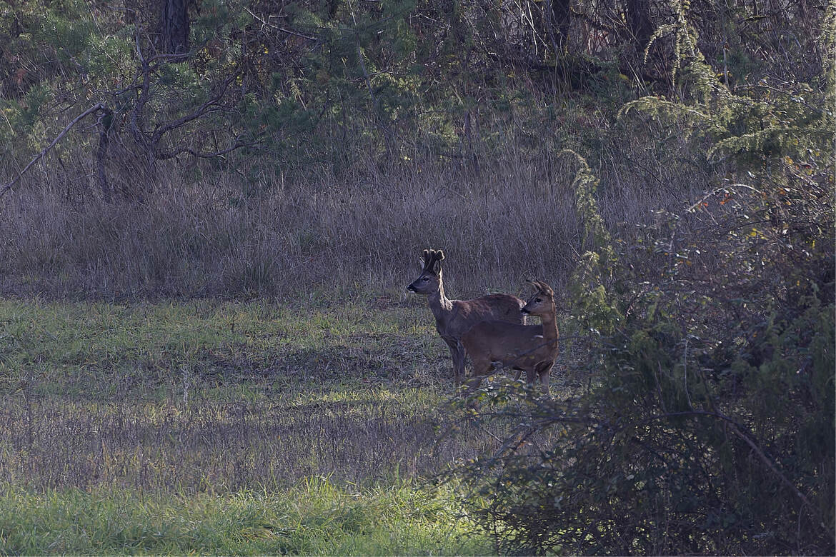 Vois tu ce que je vois ?