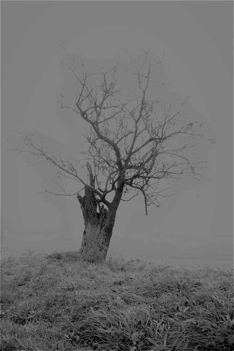 Isolé dans la brume