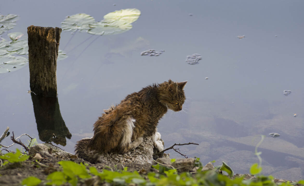 Le chat pécheur !!!