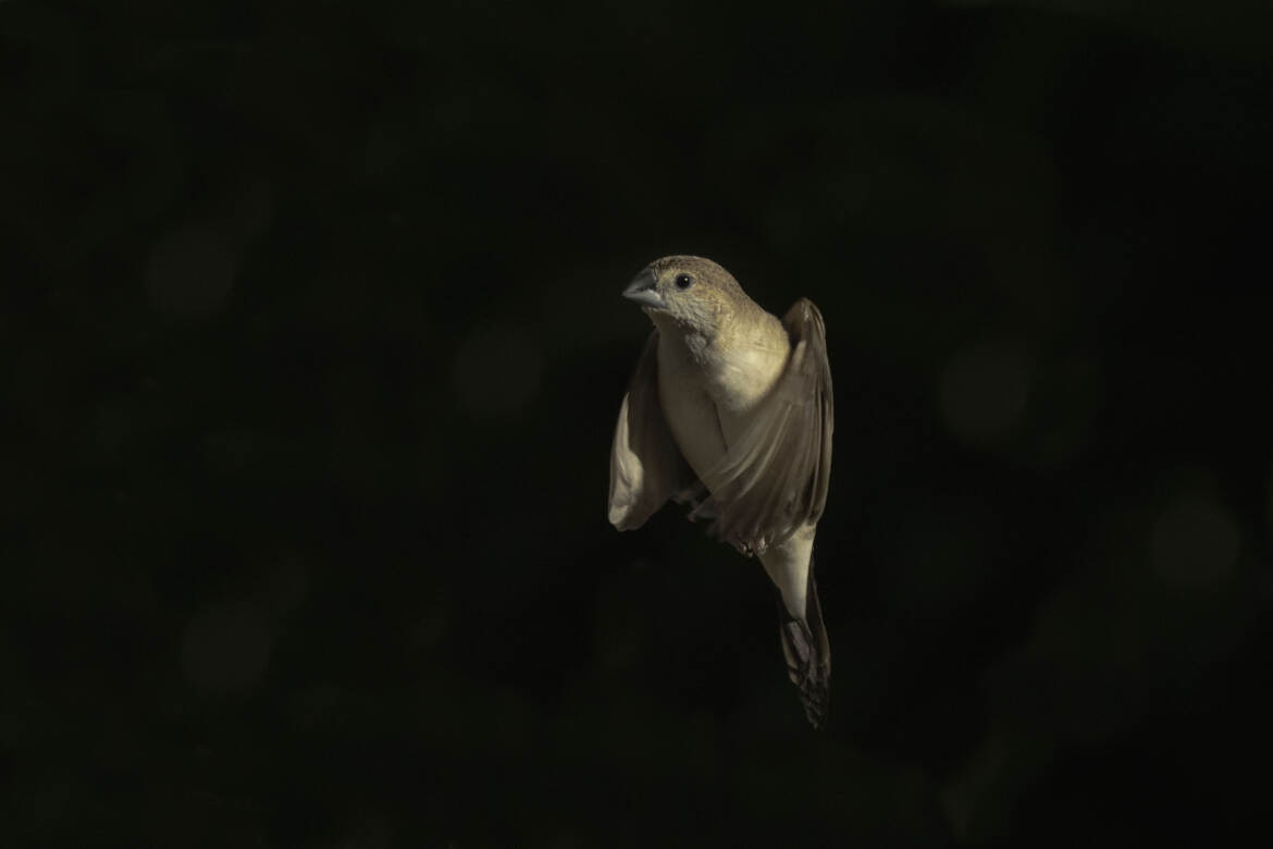 LE CAPUCIN BEC-DE-PLOMB