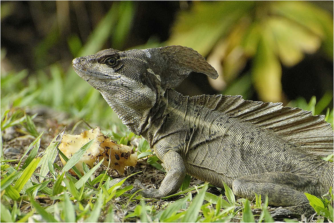 Concours Photo - Reptiles - iguana2 par genevieve_3824