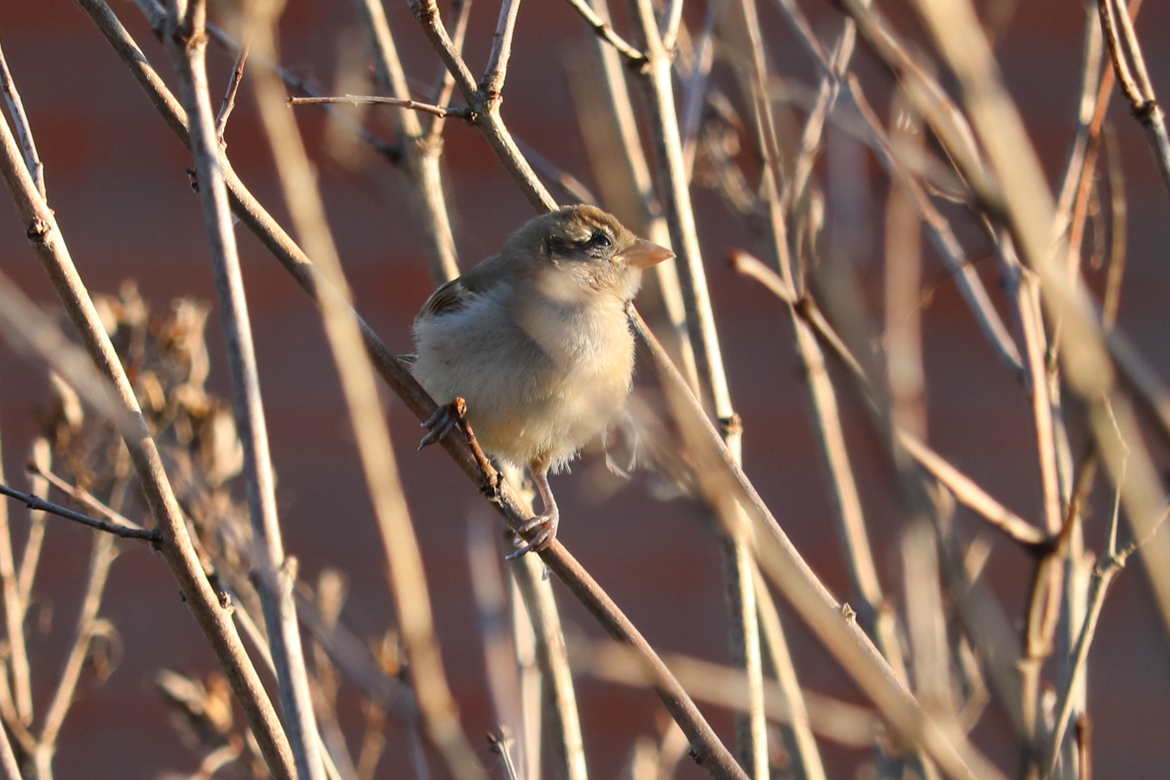 Le Moineau