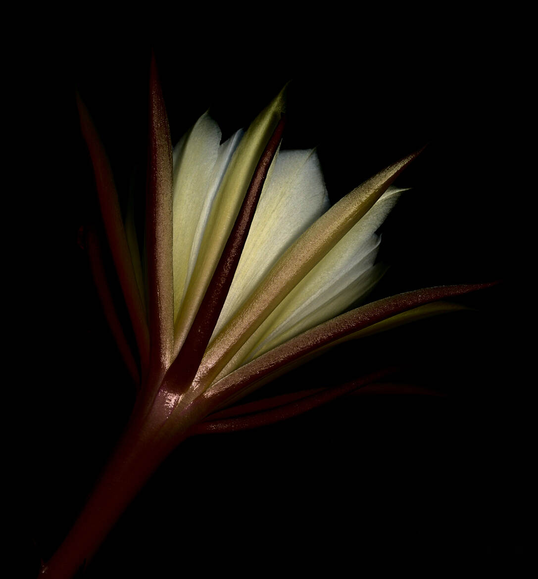 Le temps d'une nuit (3)