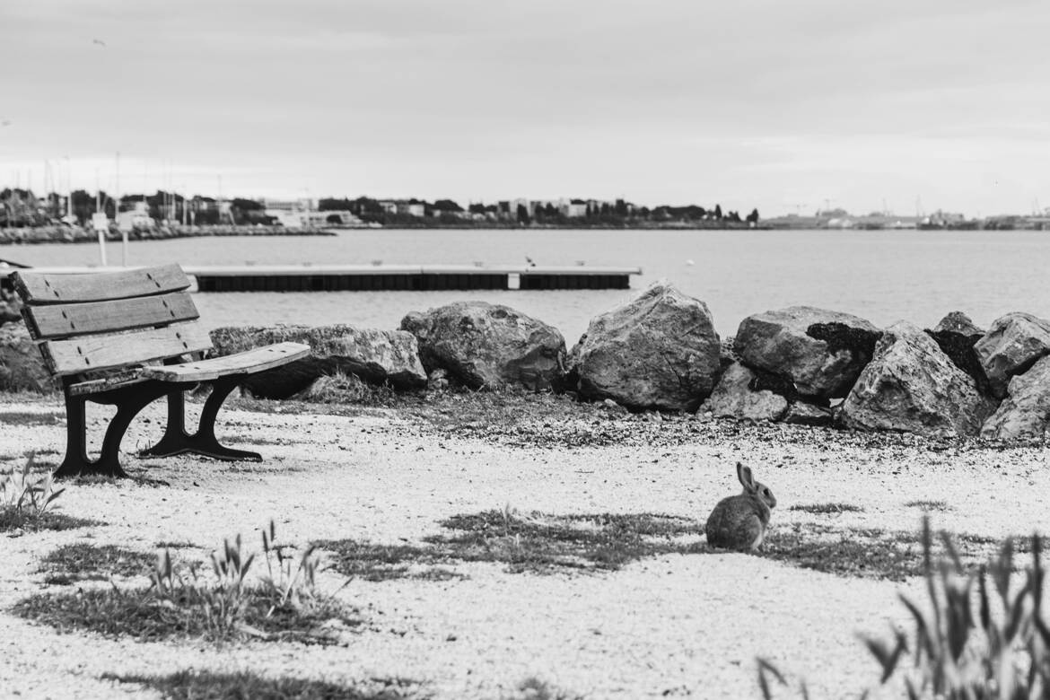 Le lapin de Bouzigues