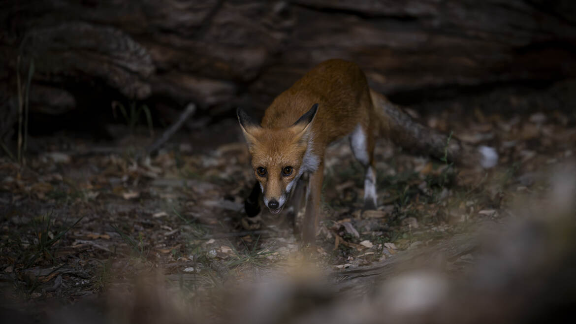 Curieux renard