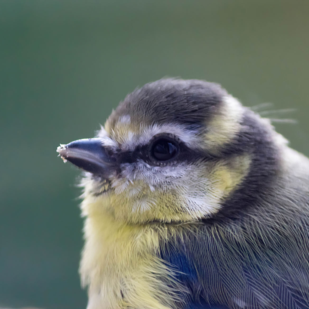 Mésange bleue