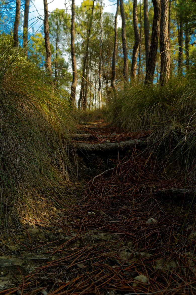 chemin de montagne