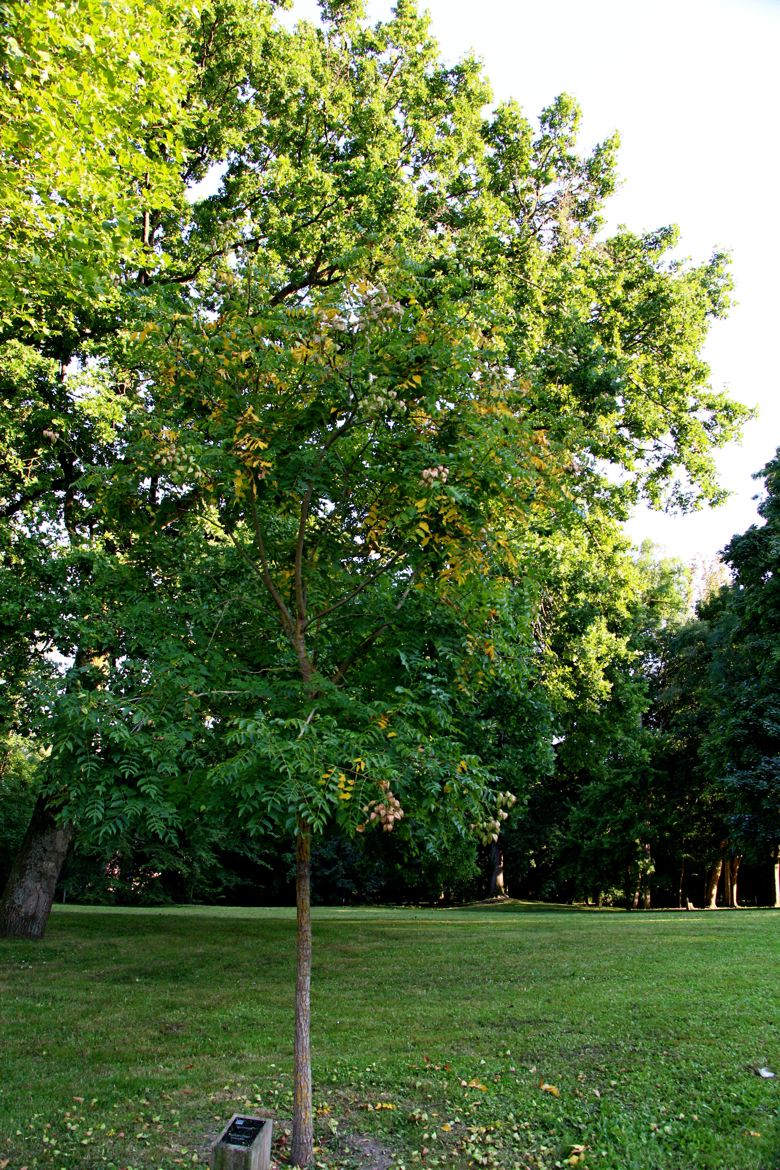 savonnier parc des Célestins