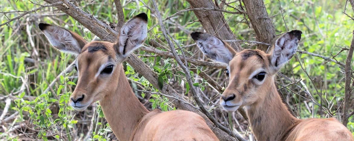 Impalas au Kruger