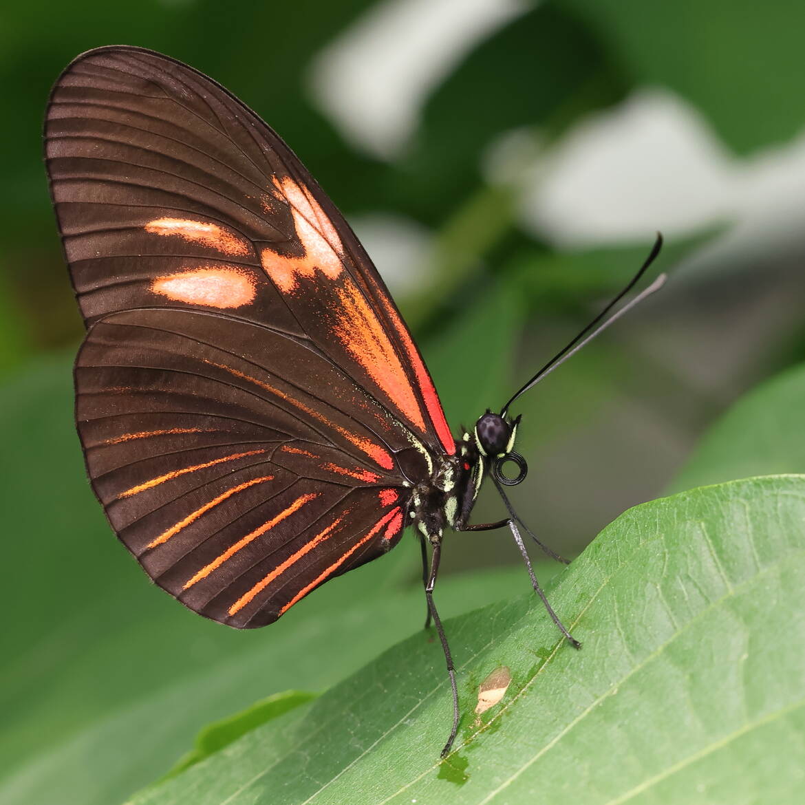 Heliconius melpomene