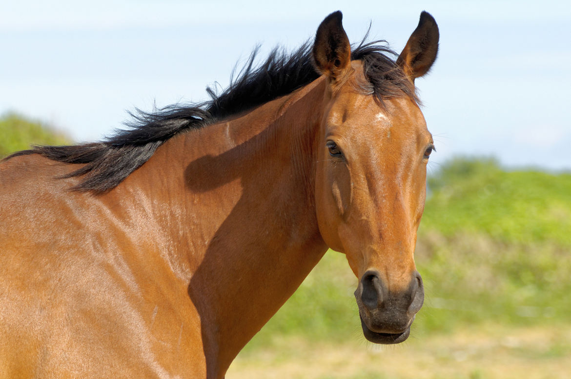 portrait cheval