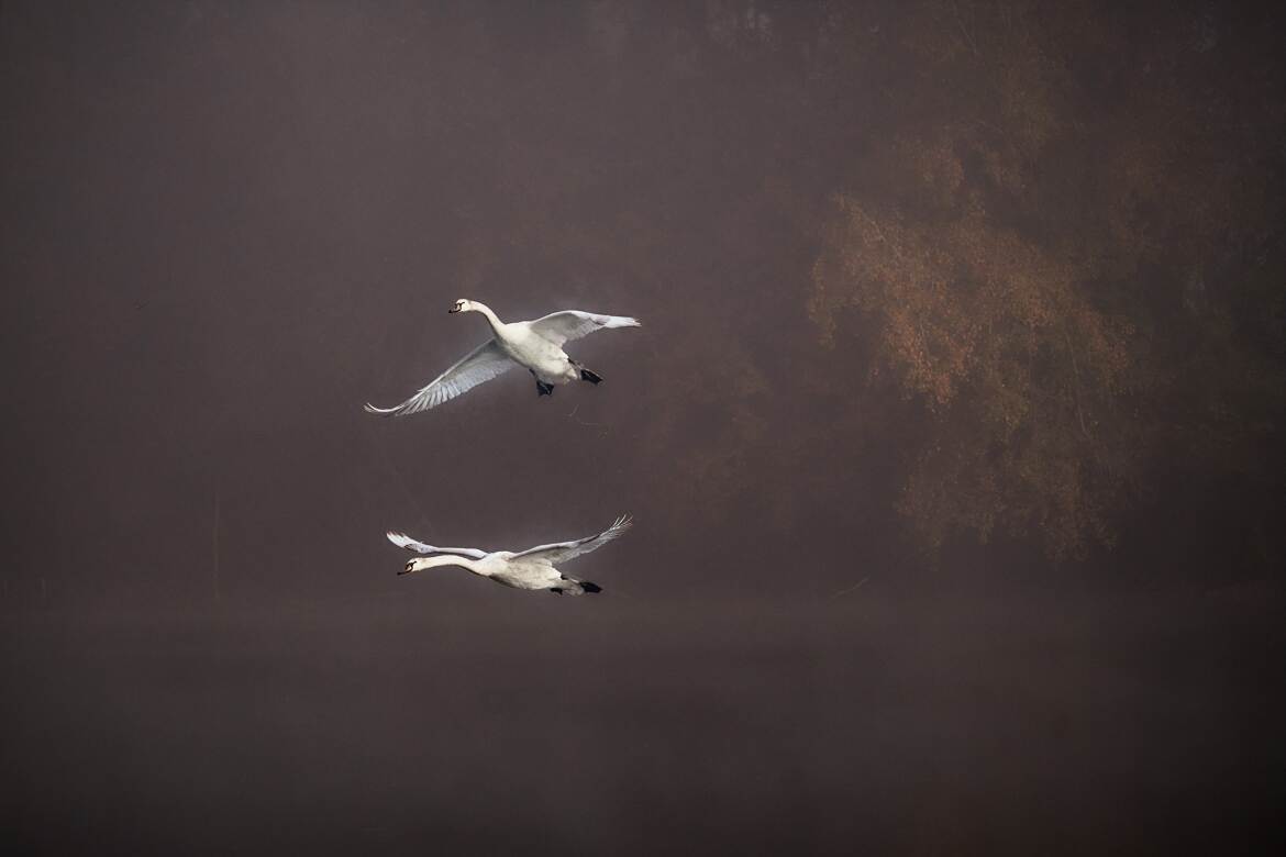 Lac des cygnes