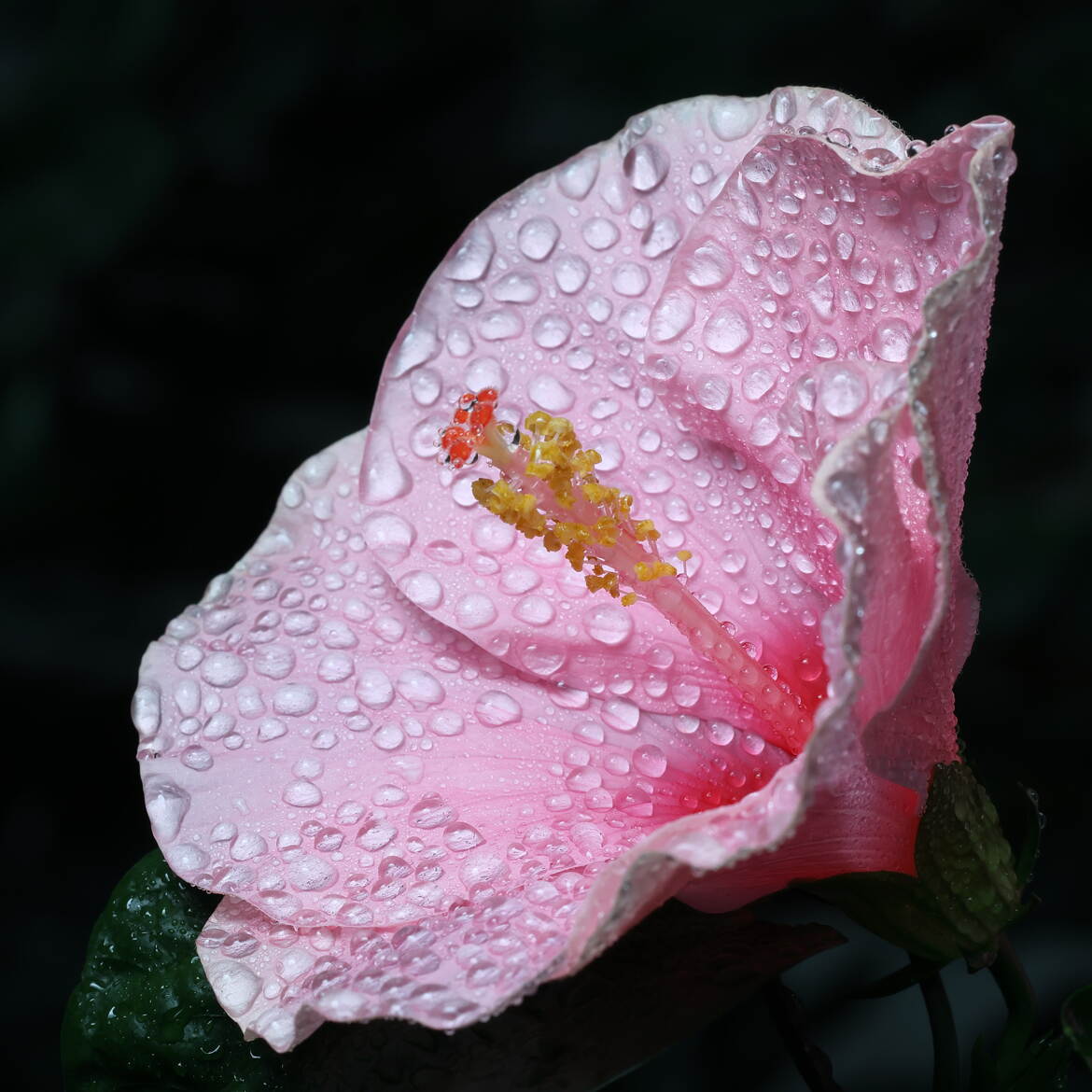 Fleur d'hibiscus brumisée