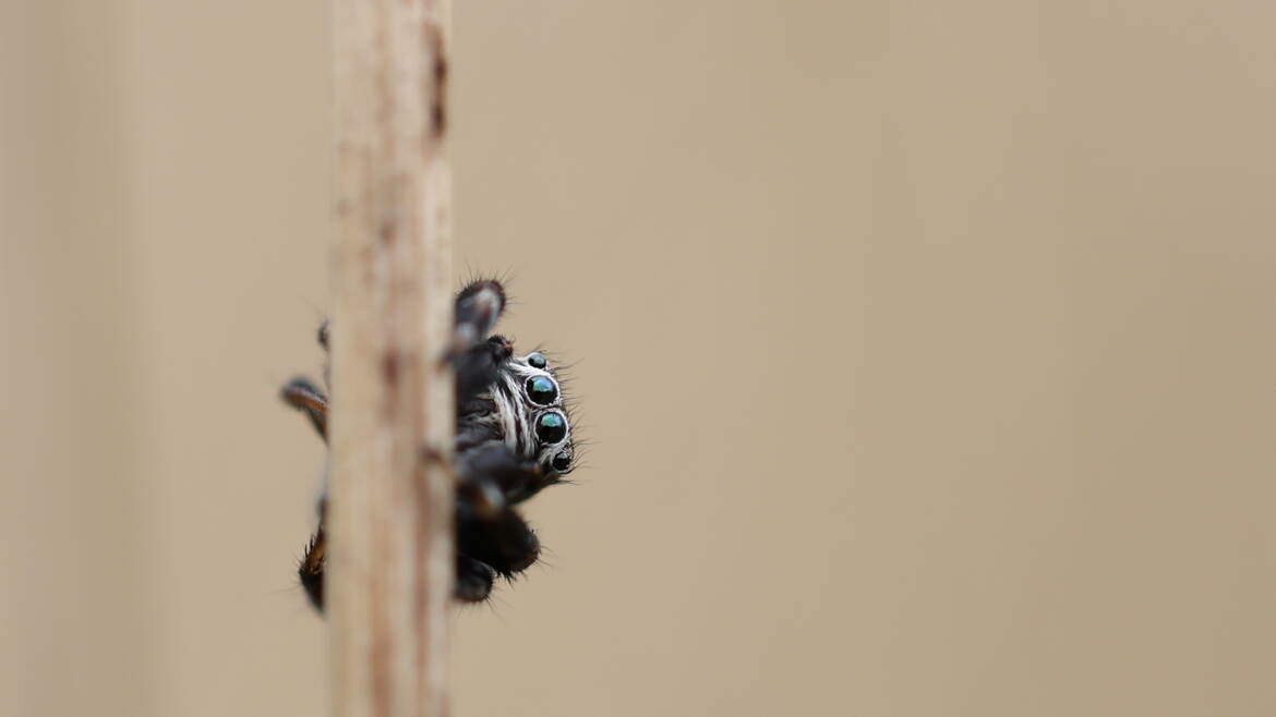 Salticidae dans les hautes herbes sèches