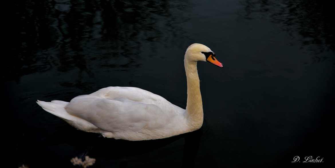 Le cygne blanc