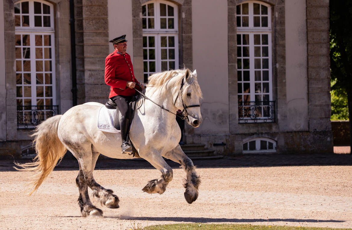 Presentation de chevaux 2