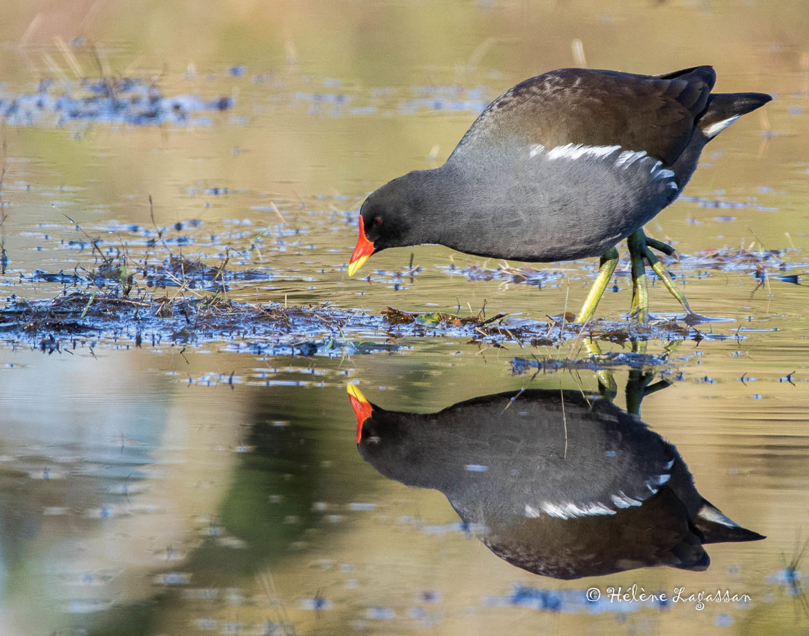 Reflet de la poule d'eau.