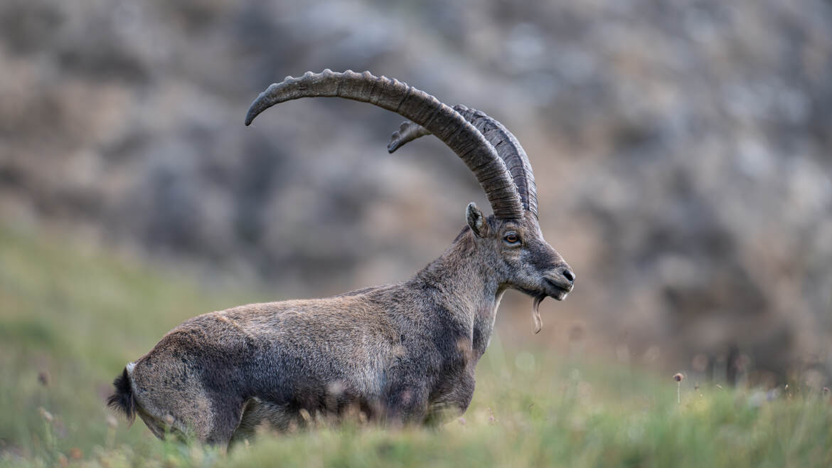 Le seigneur des cimes