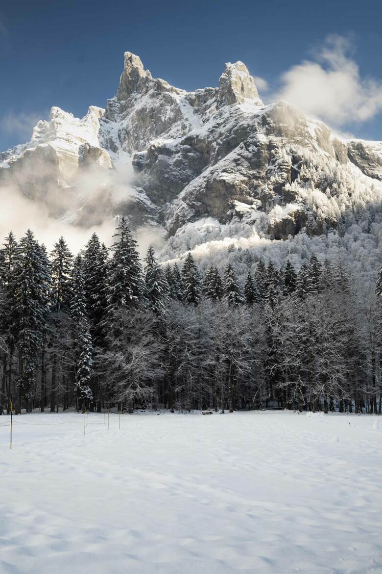 les cornes du chamois