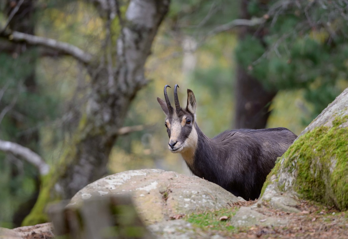 Un chamois de forêt