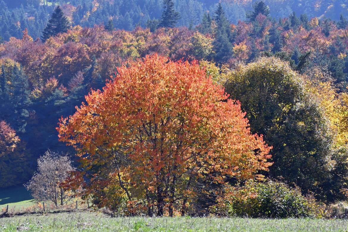 Automne (1)