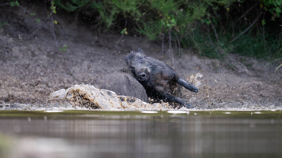 Bousculade dans l'étang