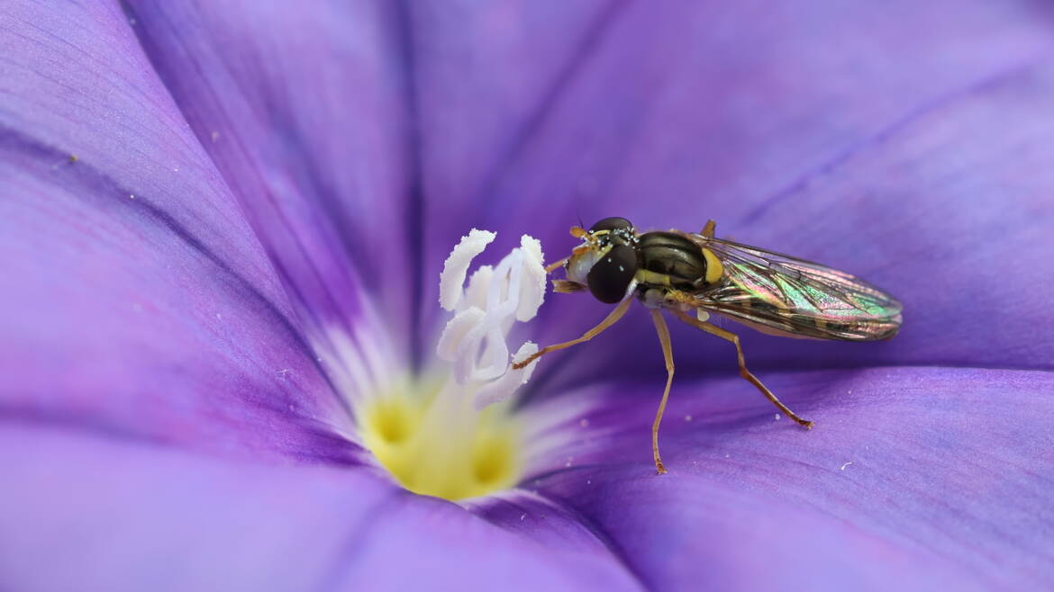 Syrphe sur fleur violette