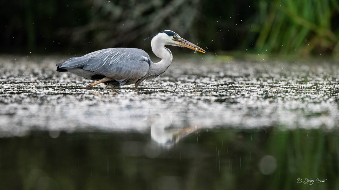 Un pêcheur hors pair