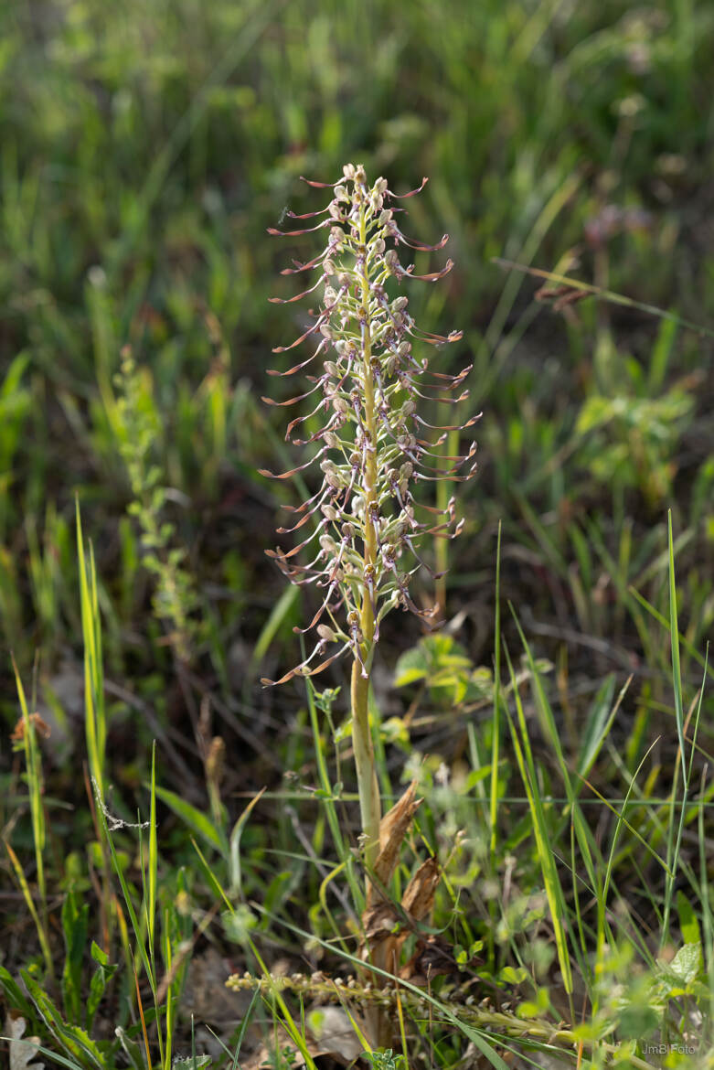 Orchidacée