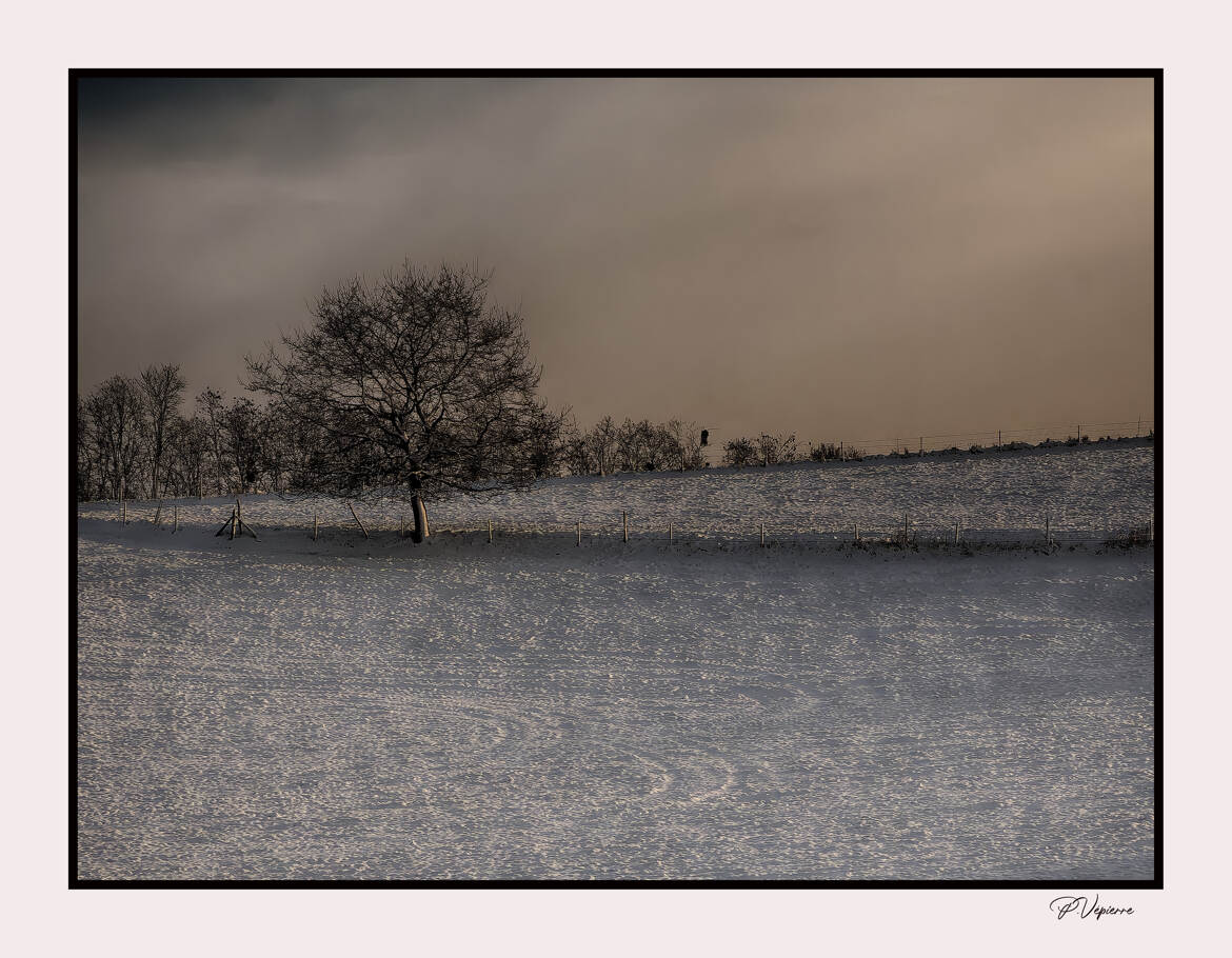 arbre seul