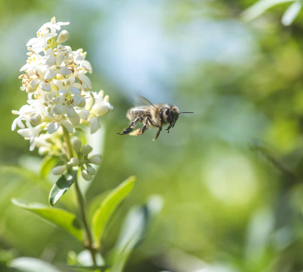 photo de saison