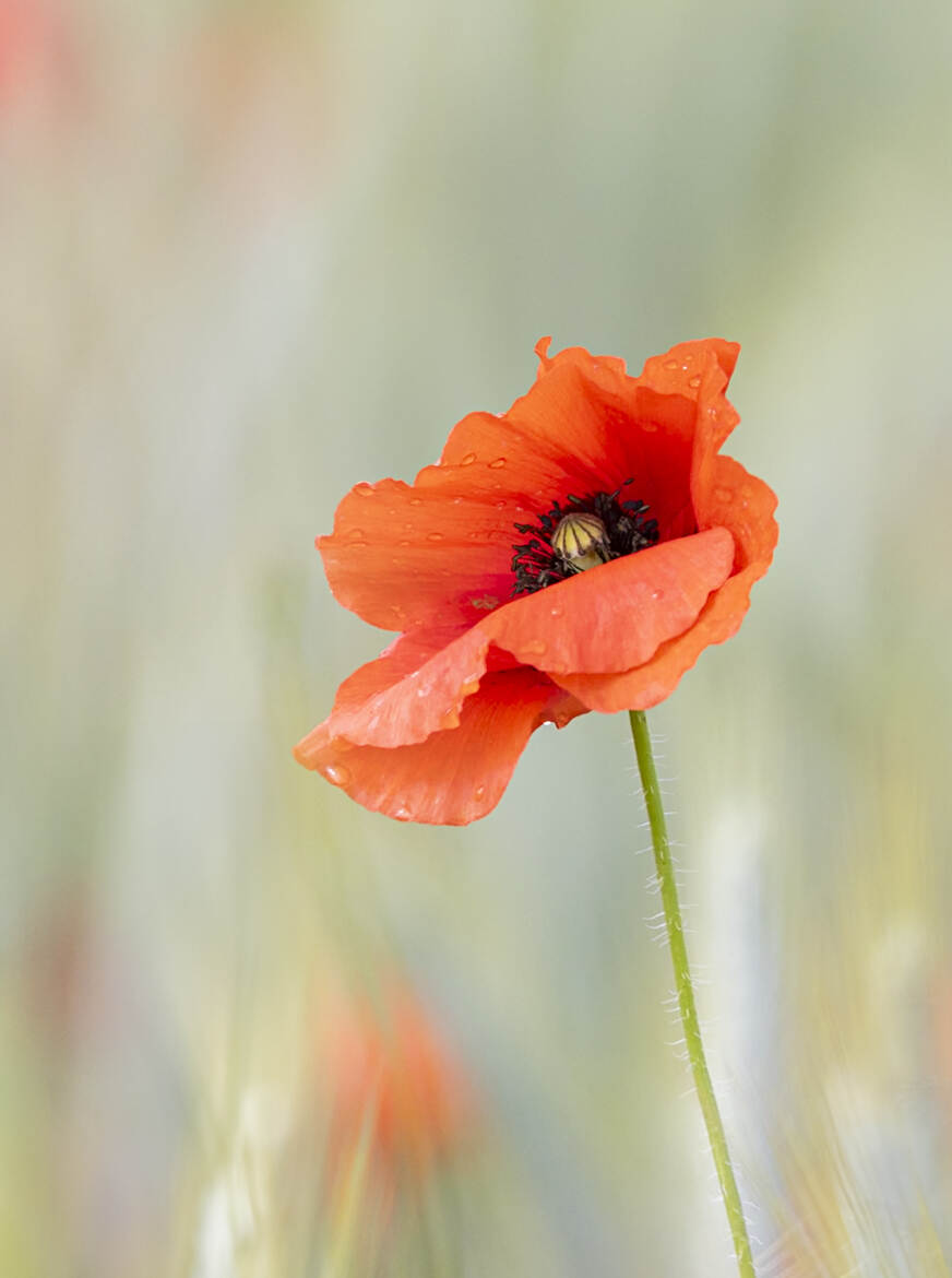 Coquelicot