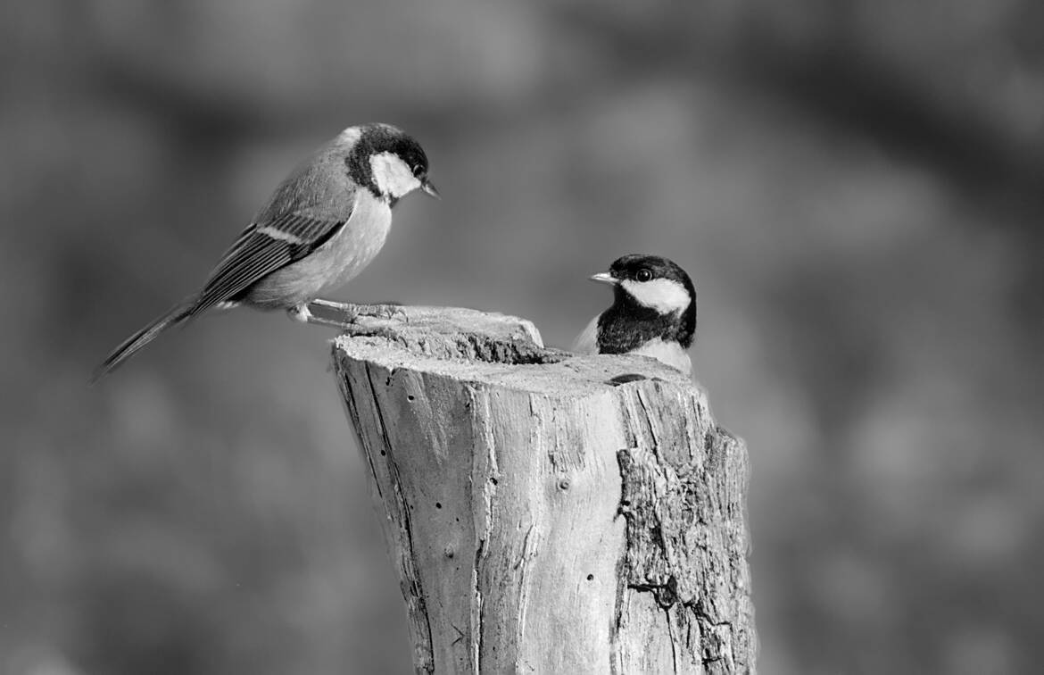 Nature monochrome (14)