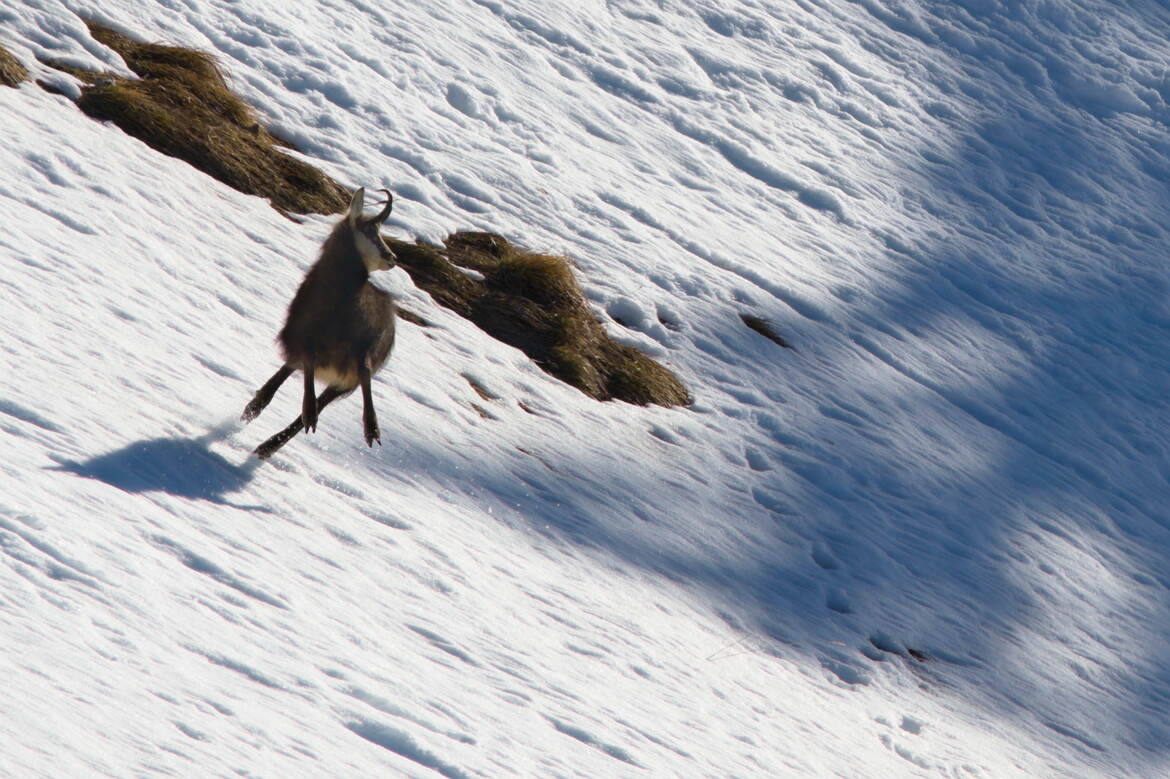 La danse du chamois