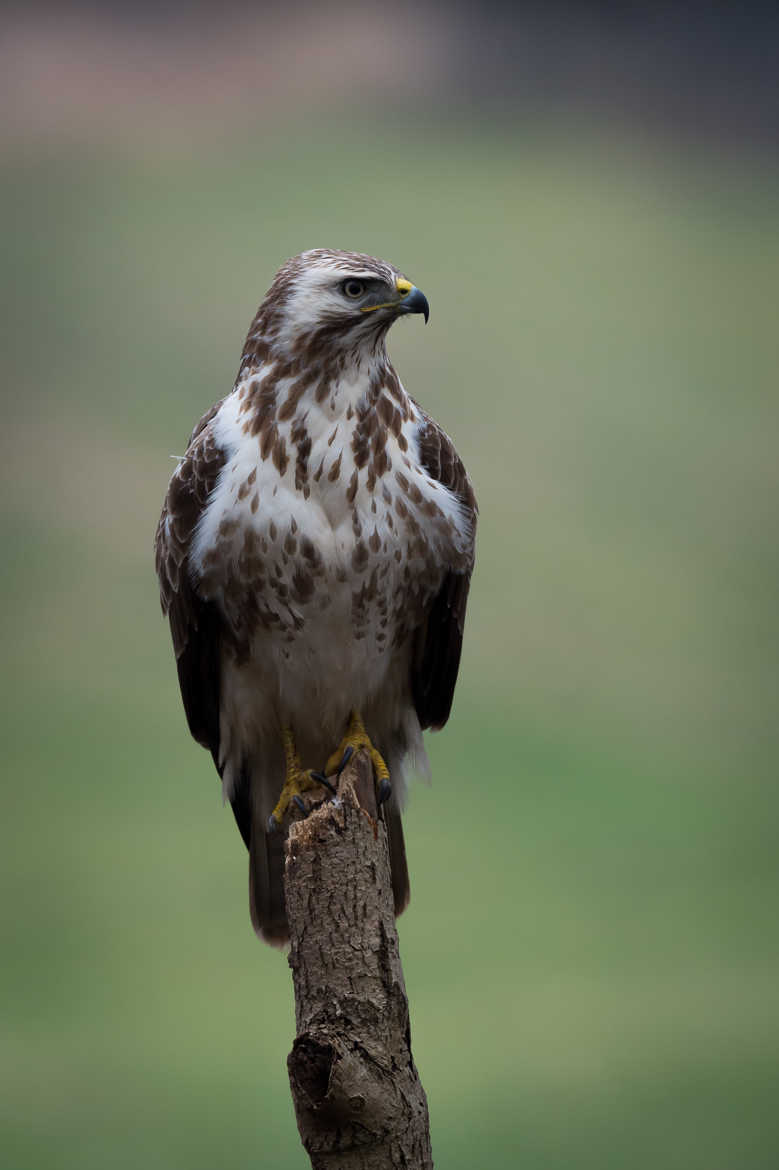 Buse variable