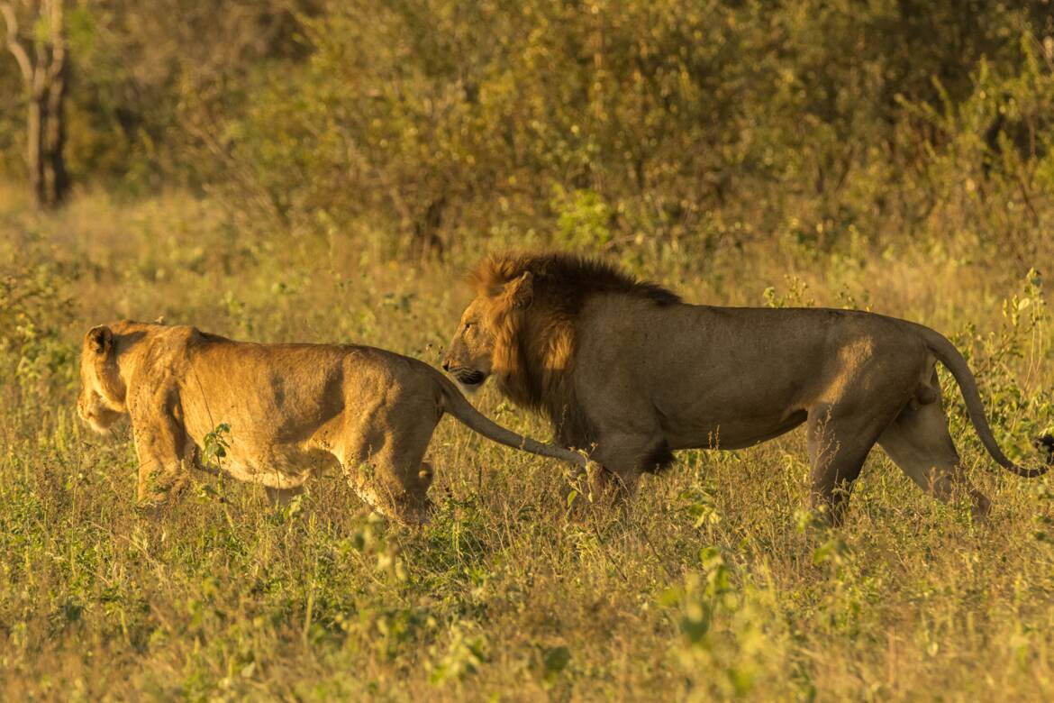 Kruger: "Suivez moi, Sire"