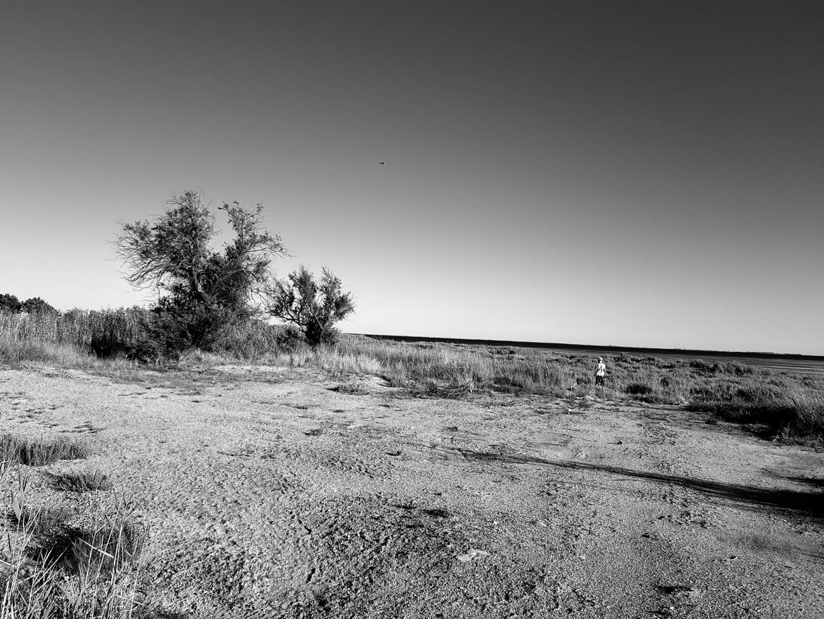 Bord de l'étang de Thau (Hérault)