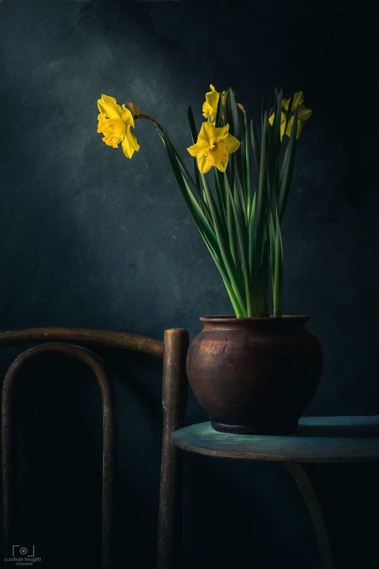 daffodill fleurs jaunes
