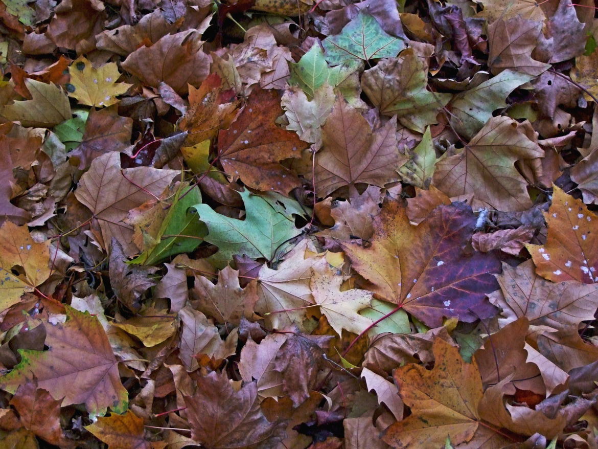 feuilles mortes à ramasser à la pelle