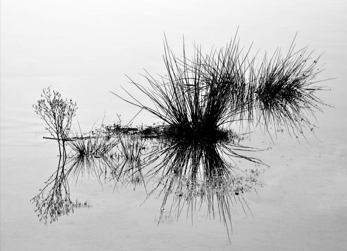 Végétaux aquatiques et leurs reflets