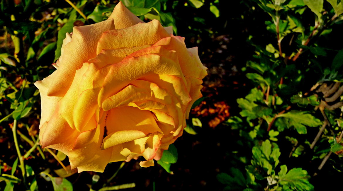 ma rose jaune préferée