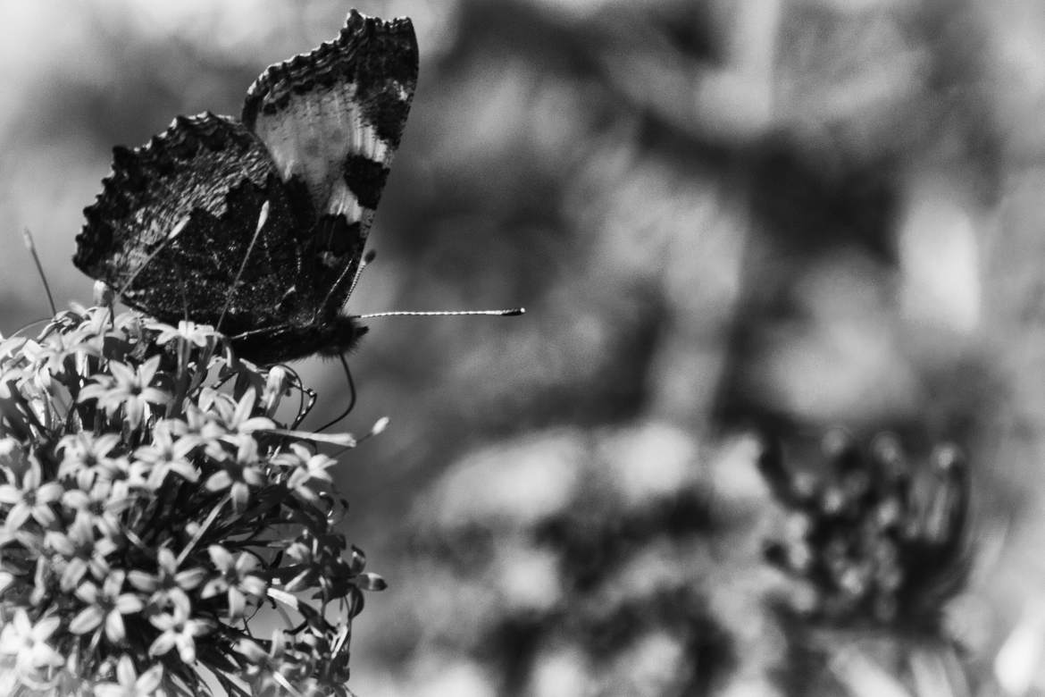 tentative de papillon en noir et blanc