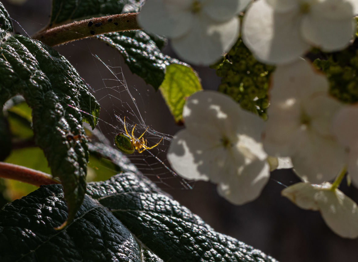 5 tissage d'une minuscule araignée