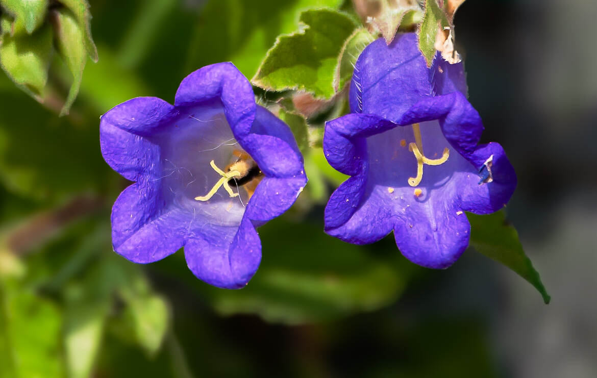 Campanule à grandes fleurs