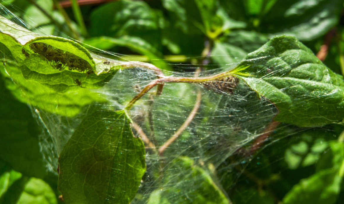 nursery araignées