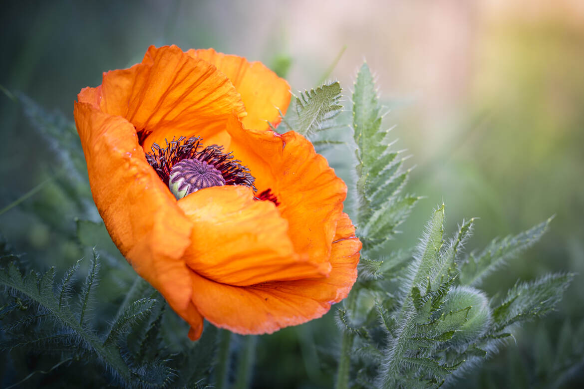 Pavot fleuri